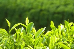 茶叶农残检测仪快速检测茶叶种苗
