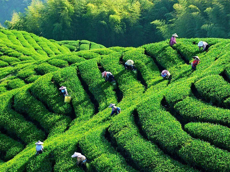茶叶农药残留