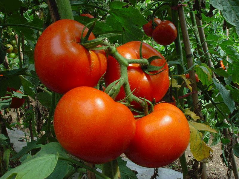 食品检测设备：HED-NY12蔬菜农药残留检测仪