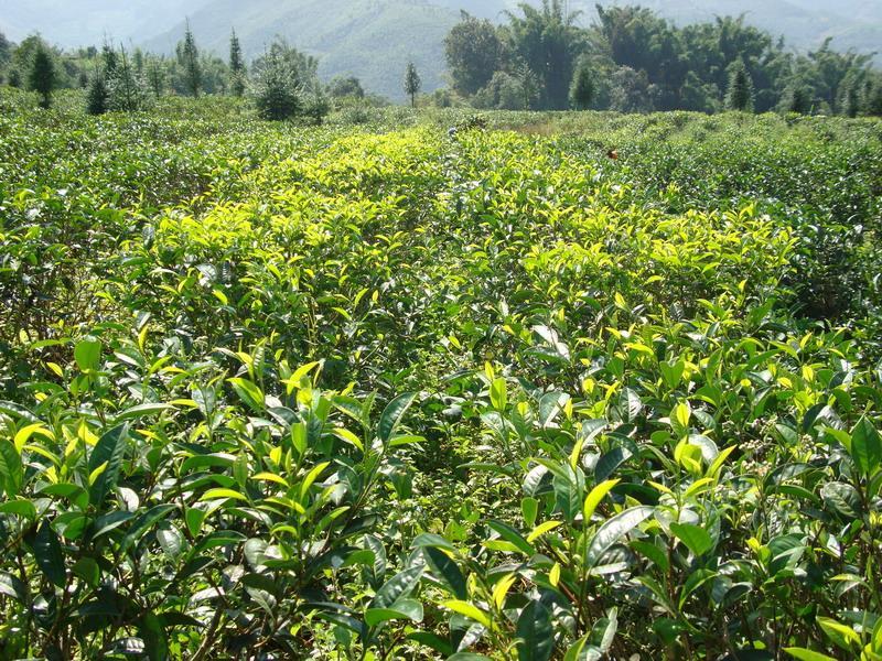 茶叶检测不合格的原因有哪些