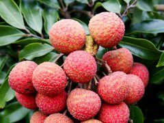过量食用荔枝会得荔枝病？