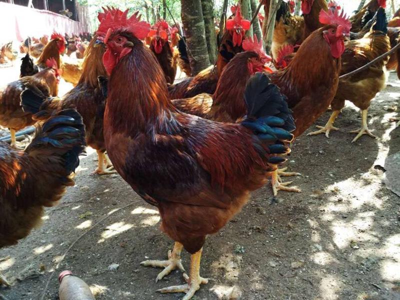为什么鸡肉中会含有抗生素