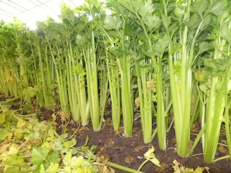 新鲜芹菜中为何会农药残留超标