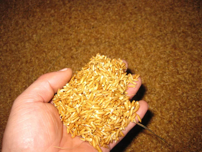 检测粮食中的重金属含量用哪款仪器