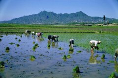 多功能食品安全检测仪农药残留酶抑制法