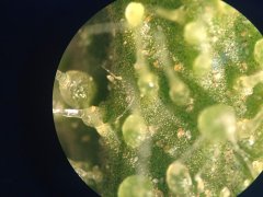 ATP荧光检测仪为健康管理提供科学依据