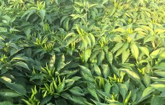 农药残留测试仪保证蔬菜安全上市