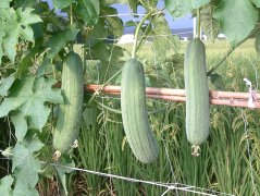 向你解释蔬菜中农药残留超标的程度