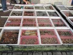 海鲜安全怎么检测？用水产品药物残留检测仪