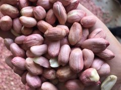 黄曲霉毒素检测仪，检验花生的食用安全