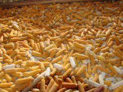 怎样检测粮食中重金属含量？