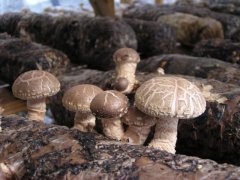 怎样检测香菇中的农药残留量？